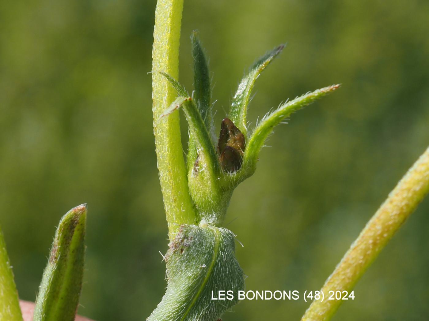 Gromwell, Corn fruit